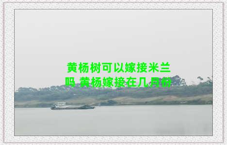 黄杨树可以嫁接米兰吗 黄杨嫁接在几月份